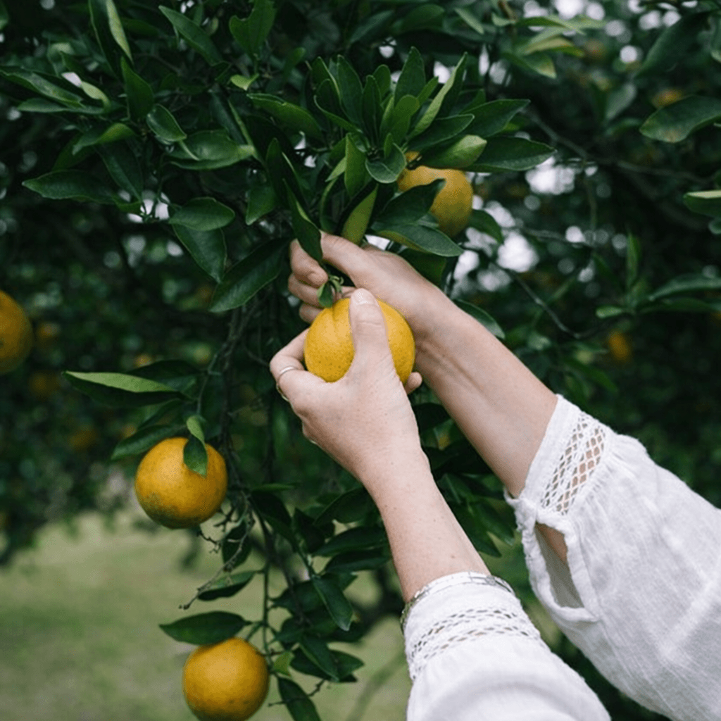 Hands picking citrus fruit
