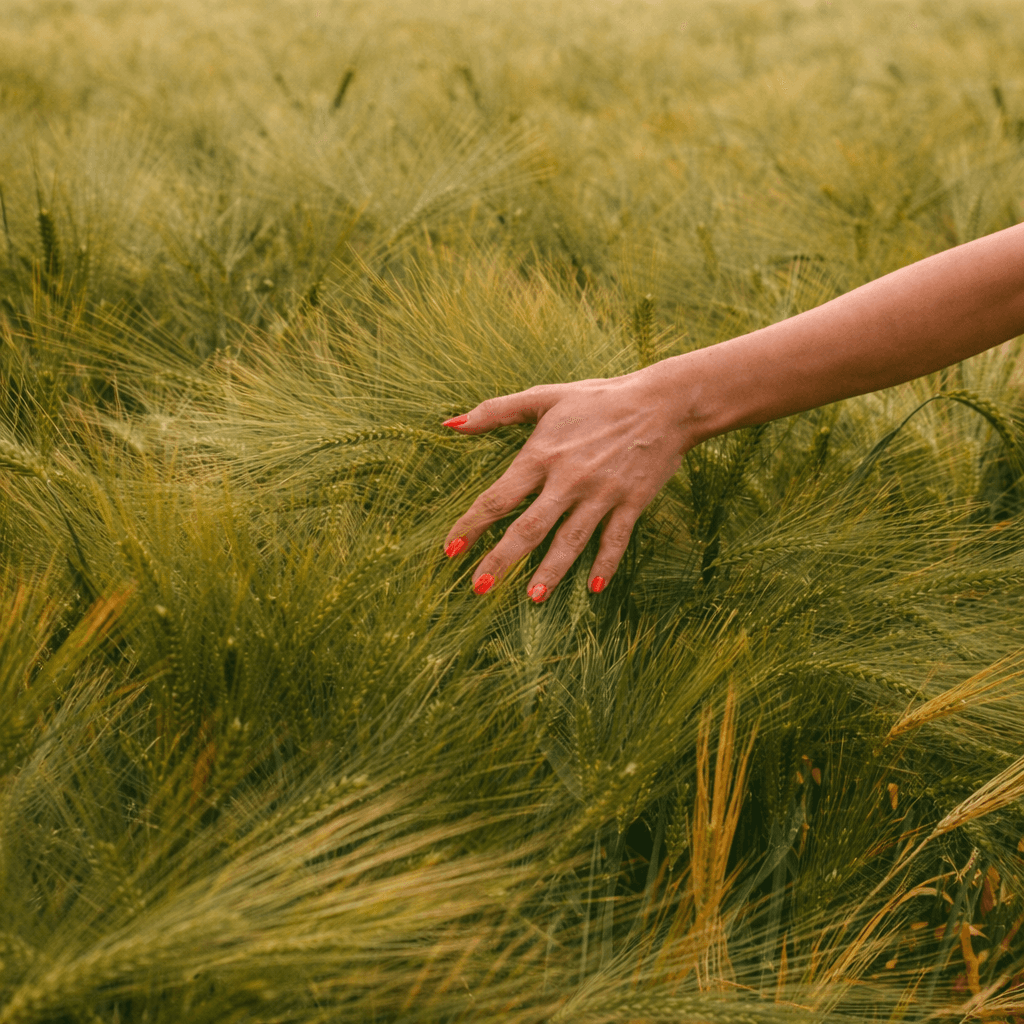 Hand brushing grain stalks